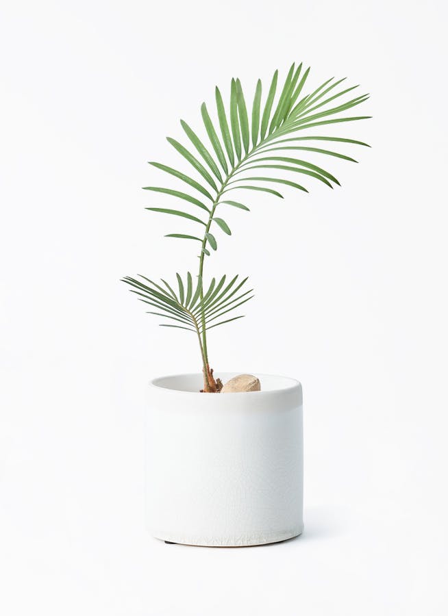 ソテツ | 観葉植物の通販ならHitoHana（ひとはな）