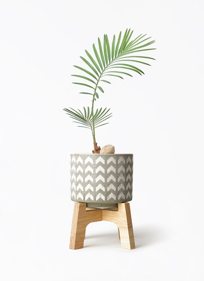 ソテツ | 観葉植物の通販ならHitoHana(ひとはな) ソテツ | 観葉植物の通販ならHitoHana(ひとはな)