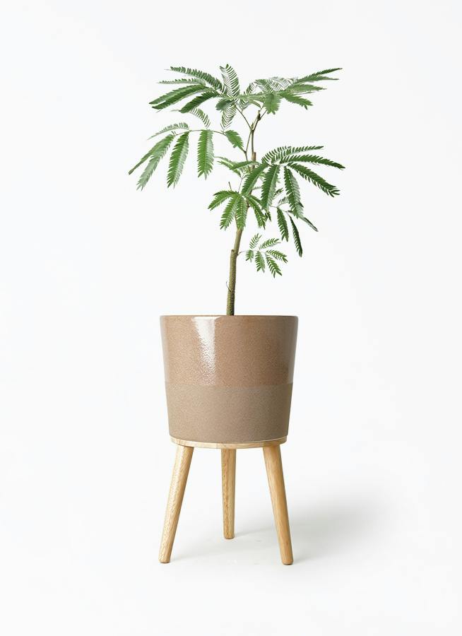 エバーフレッシュ 5号 | 観葉植物通販HitoHana(ひとはな)