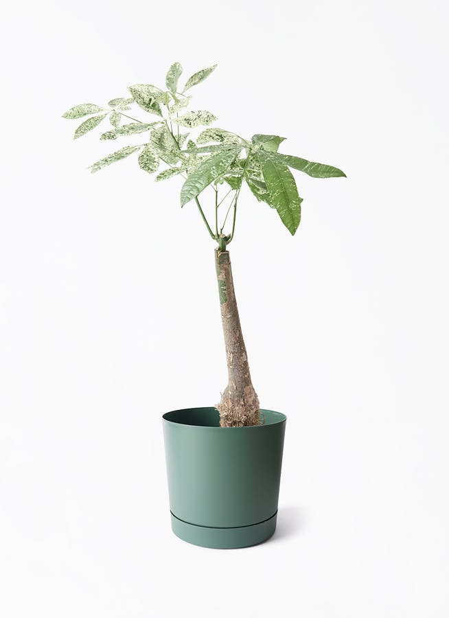 タコの木 7寸鉢 幹立ち 80センチ以上 お買い得です タコノキ 7号鉢植え25-01 の通販 | 園芸ネット