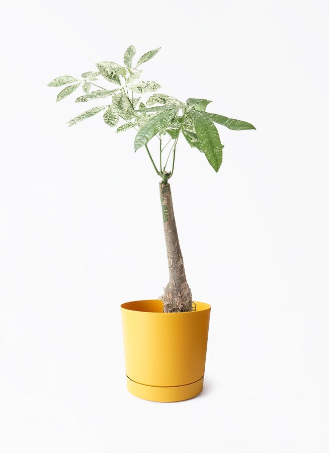 7号サイズの観葉植物 | 通販専門店 HitoHana（ひとはな）