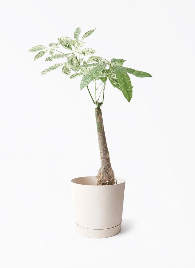 7号サイズの観葉植物 | 通販専門店 HitoHana（ひとはな）