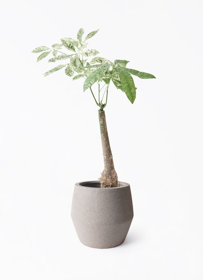 パキラ斑入り 画像更新7/22 オススメ‼️ 現品】国内実生株！！斑入り