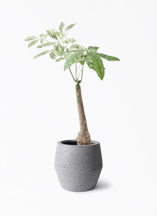 パキラ 7号 | 観葉植物の通販ならHitoHana（ひとはな）