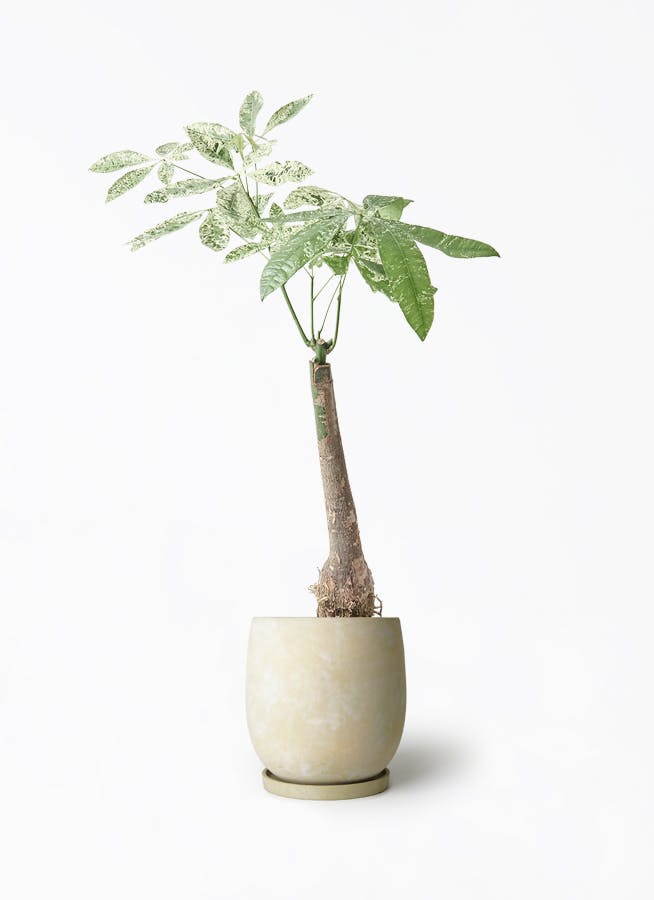 パキラ 7号 | 観葉植物の通販ならHitoHana（ひとはな）
