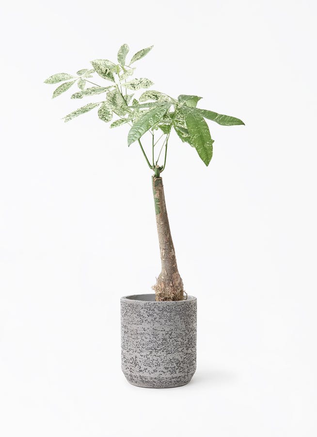 【極太幹】パキラ　斑入り パキラ 朴 斑入り | 観葉植物の通販ならHitoHana（ひとはな）