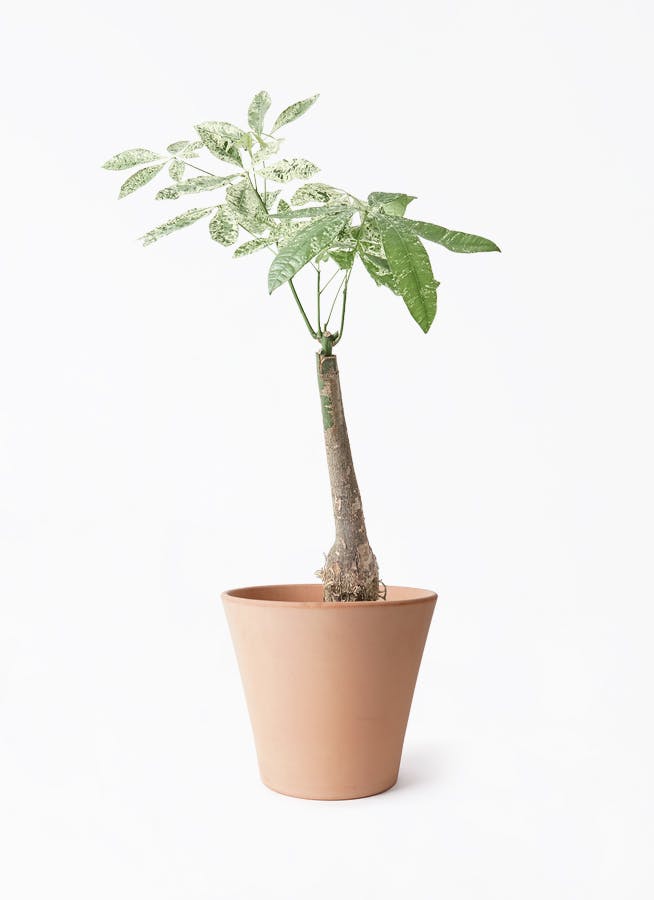 観葉植物 フィカス アルテシーマ 7号 曲り エトナ アリーナ 付き