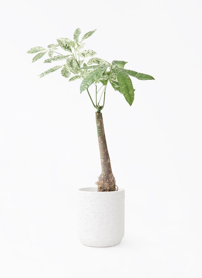 観葉植物 フィロデンドロン 7号 オージー（クッカバラ） Eco Stone