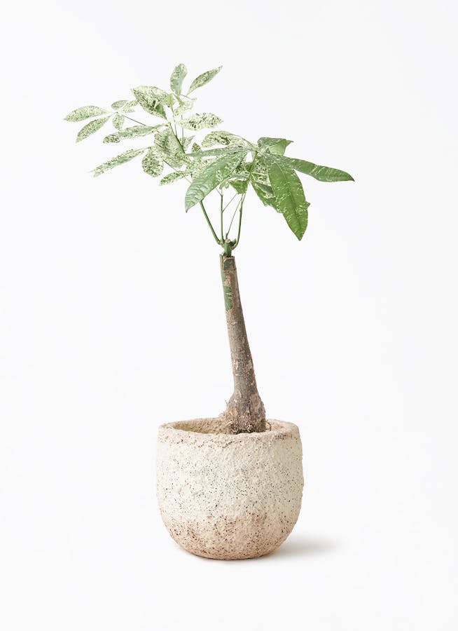 観葉植物 パキラ 7号 斑入り Coral Pot (コーラルポット