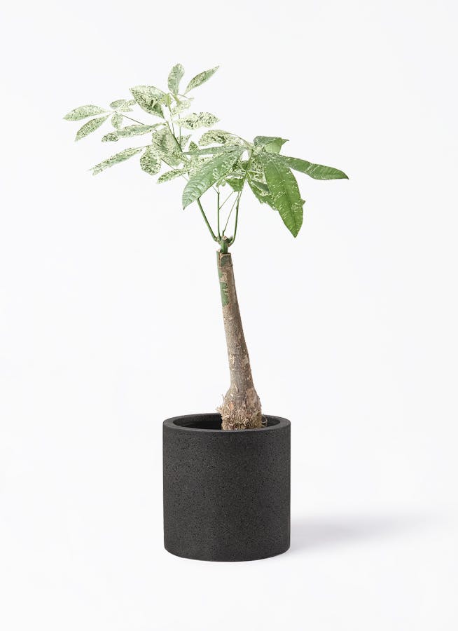 パキラ 7号 | 観葉植物の通販ならHitoHana（ひとはな）