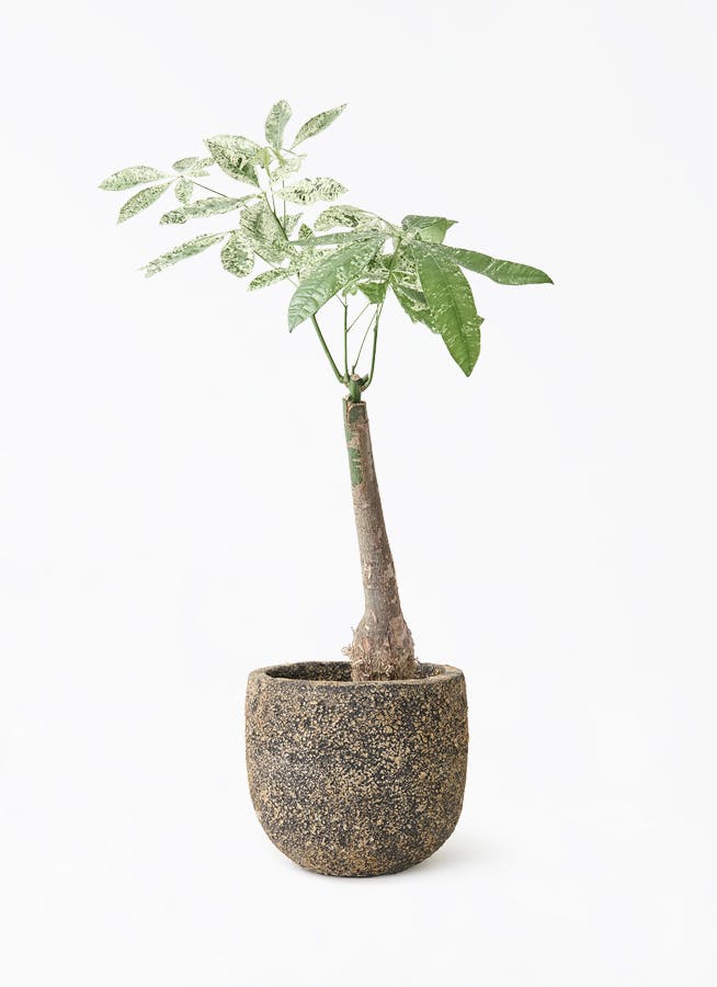 【引取限定】パキラ 7年 パキラ 7号 | 観葉植物の通販ならHitoHana（ひとはな）