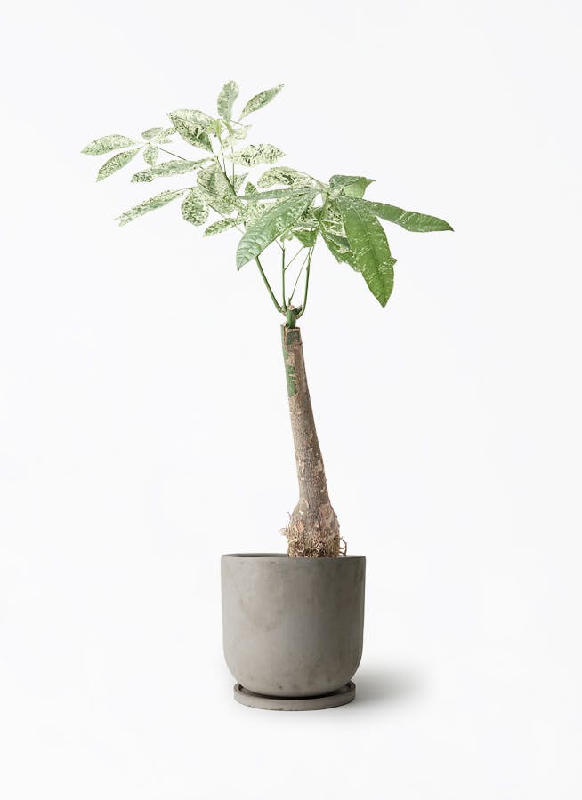 【引取特価】【美形】破格！パキラ約120cm 7号鉢 パキラ 7号鉢 観葉植物と植木鉢の専門店cocolate（ココレート）