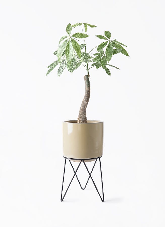 斑入りパキラ③ パキラ 朴 斑入り | 観葉植物の通販ならHitoHana（ひとはな）