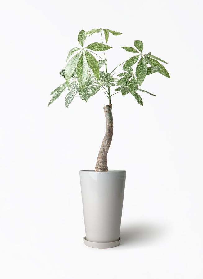 フィカス　ベンガレンシス　6 観葉植物 フィカス ベンガレンシス 6号 曲り ラウンド 付き