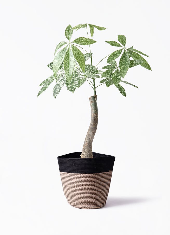 観葉植物 ドラセナ コンシンネ 6号 Rib Basket（リブバスケット