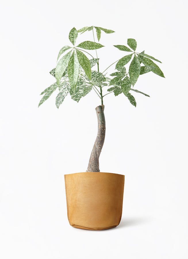 観葉植物 アロカシア 6号 オドラ（クワズイモ） レザーポット0