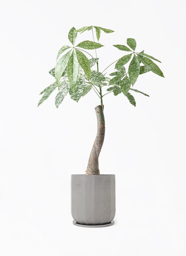 パキラ 6号 | 観葉植物 | 送料無料でお届け - Hitohana(ひとはな) パキラ 6号 | 観葉植物 | 送料無料でお届け - Hitohana(ひとはな)