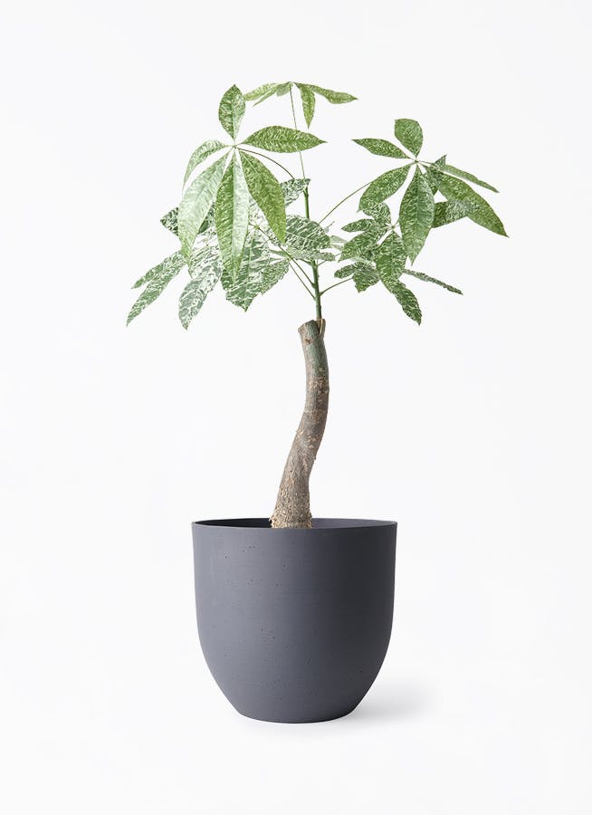 観葉植物 サンスベリア 6号 インティ グレー 付き | 観葉植物なら