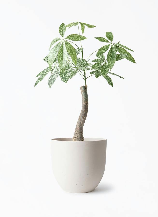観葉植物 パキラ 6号 斑入り インティ ホワイト 付き | 観葉植物なら
