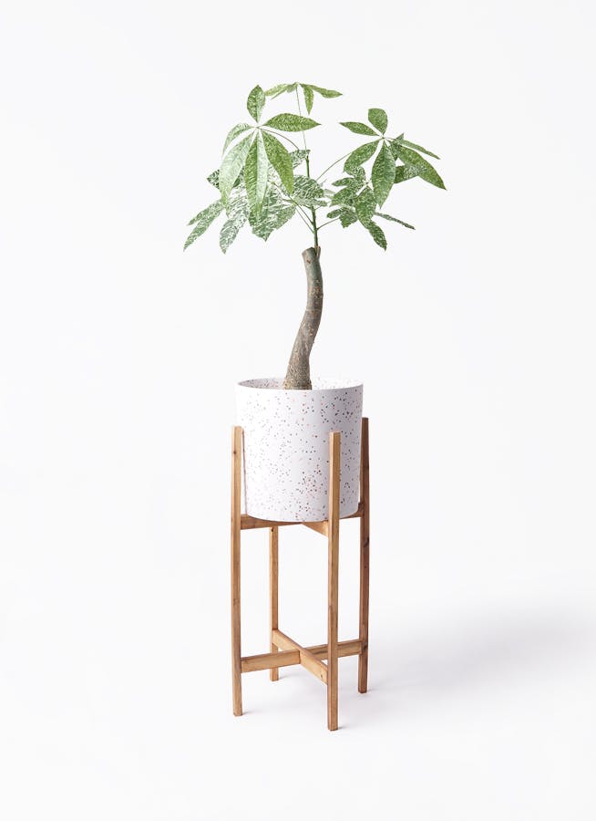 パキラ 朴 斑入り | 観葉植物の通販ならHitoHana（ひとはな）