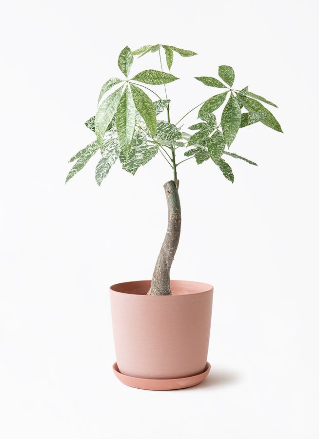 【セール】パキラ　斑入り　約4号鉢　No.005　鉢、送料込 楽天市場】パキラ 斑入り（観葉植物｜花・観葉植物）：花・ガーデン パキラ