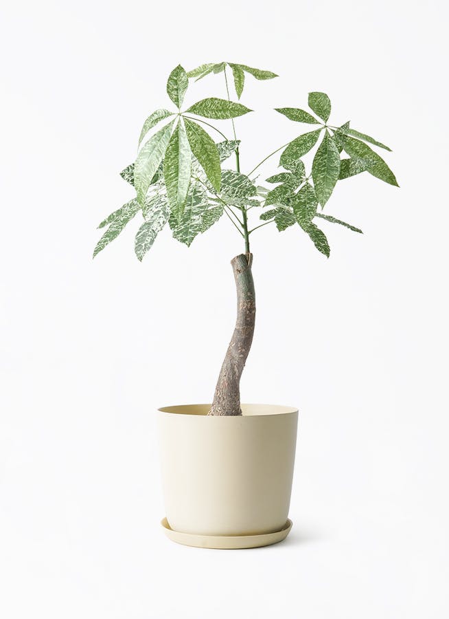 観葉植物 エバーフレッシュ 6号 プラスチック鉢 エステリ ベージュ