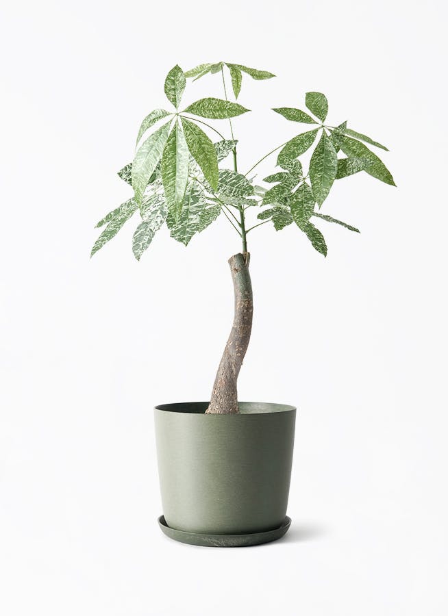 美葉錦 中型観葉植物 中型の観葉植物 | 通販専門店 HitoHana（ひとはな）