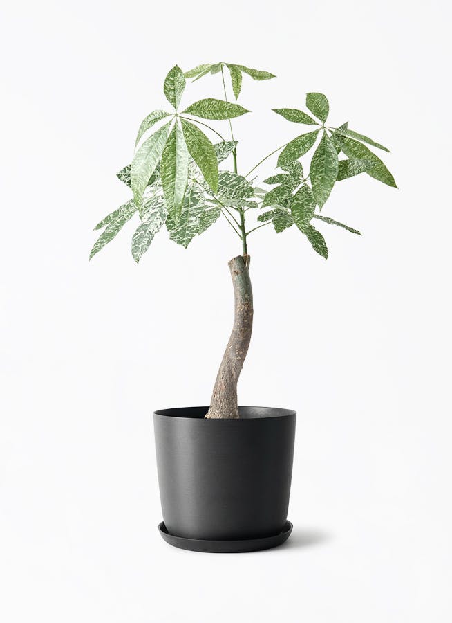 観葉植物 フィカス バーガンディ 6号 曲り エステリ ブラック 付き