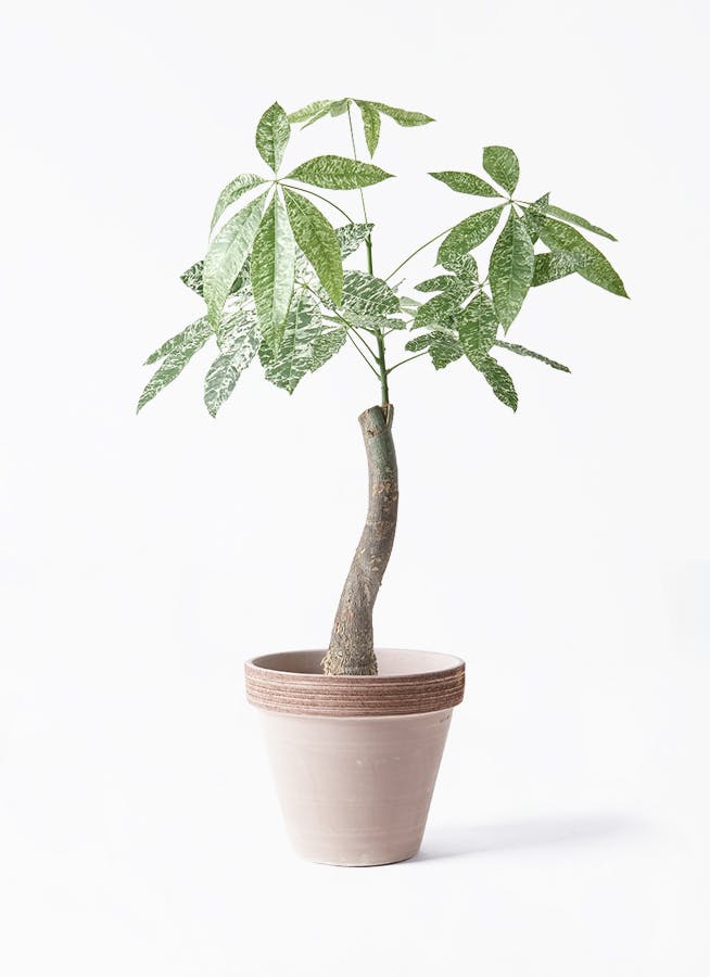 パキラ　斑入り　散り斑　No.001　鉢、送料込　メルカリ便 パキラ 朴 斑入り | 観葉植物の通販ならHitoHana（ひとはな）