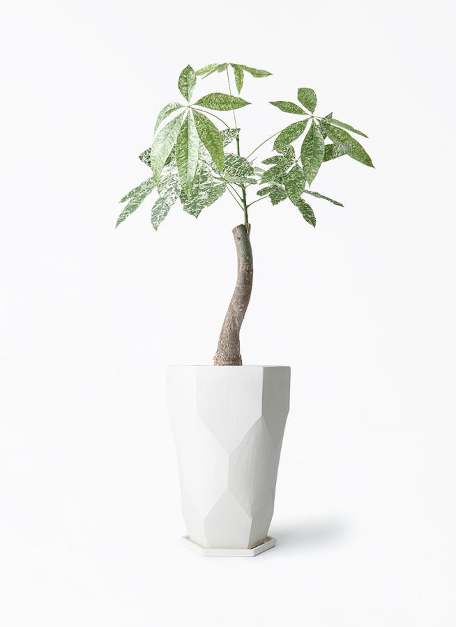 観葉植物 エバーフレッシュ 6号 プラスチック鉢 Ceramic Pot