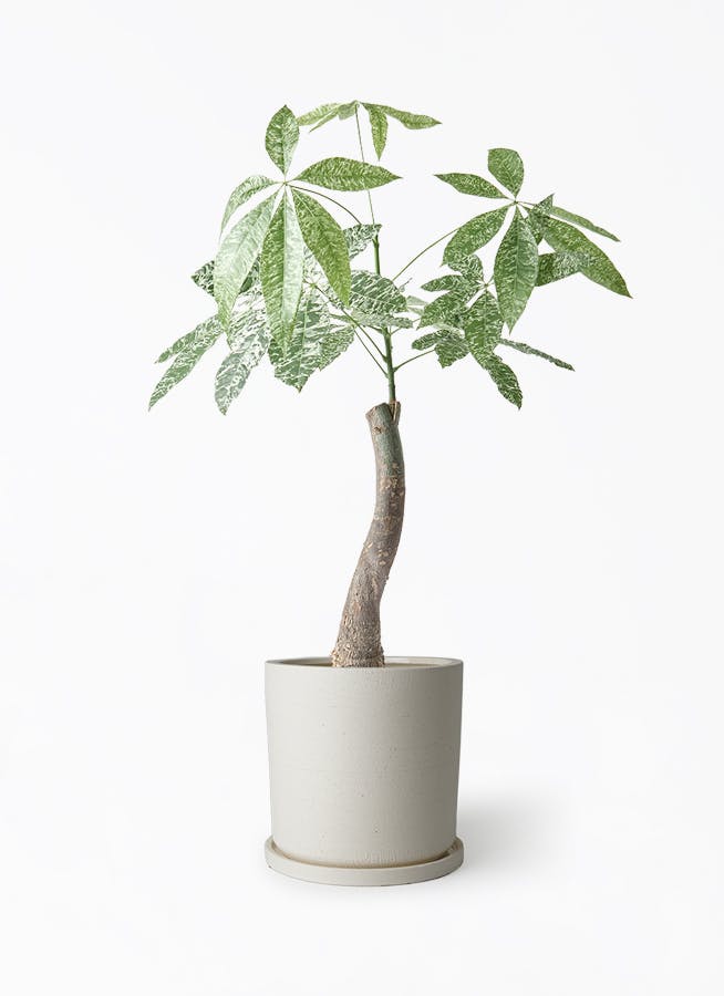 その他観葉植物 user_1242a77b 観葉植物 ポトス 6号 スタンダードポット スクラッチ 付き