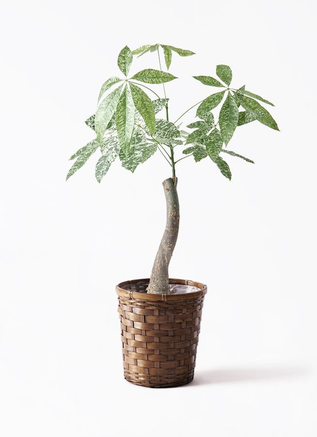 観葉植物 パキラ 6号 斑入り 竹バスケット 付き | 観葉植物なら