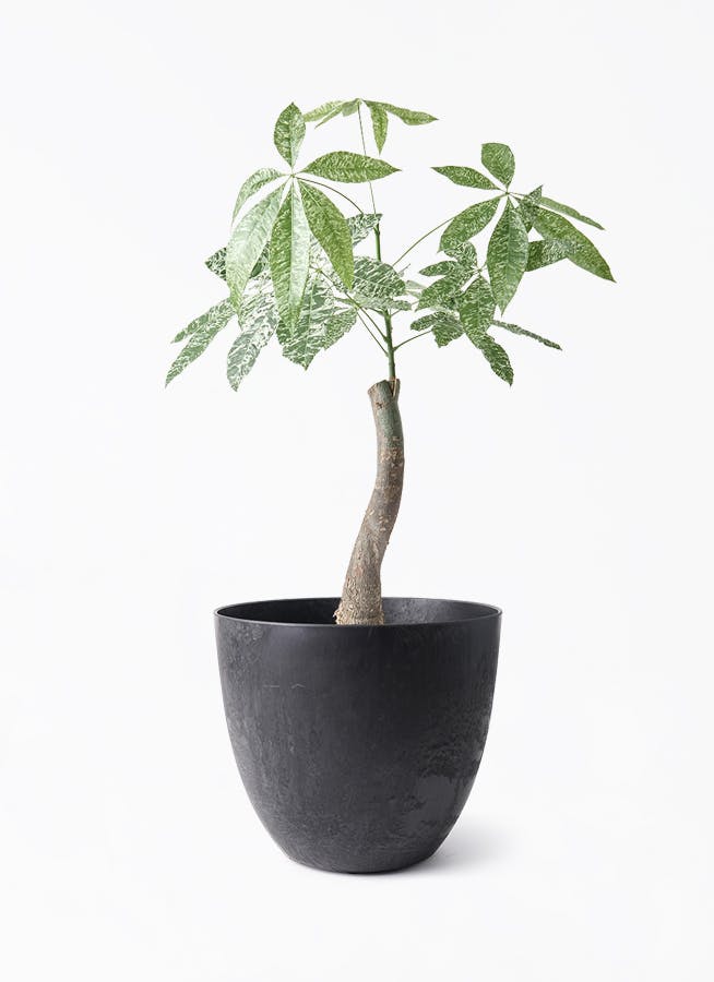 パキラ 朴 斑入り | 観葉植物の通販ならHitoHana（ひとはな）