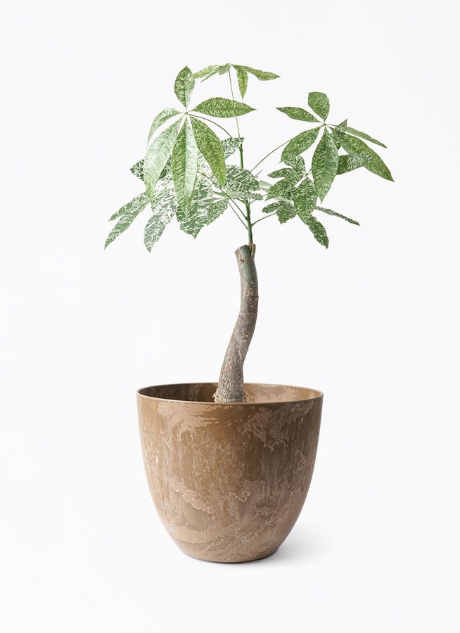 【極太幹】パキラ　斑入り パキラ 朴 斑入り | 観葉植物の通販ならHitoHana（ひとはな）