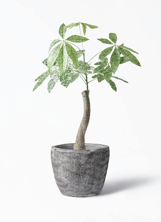 パキラ 朴 斑入り | 観葉植物の通販ならHitoHana（ひとはな）