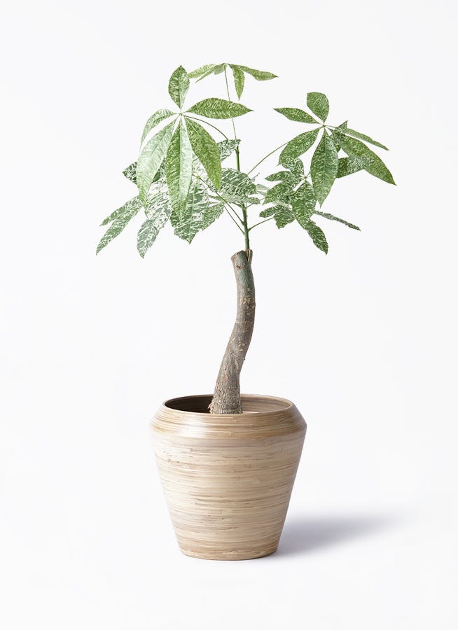 パキラ 6号 | 観葉植物 | 送料無料でお届け - Hitohana（ひとはな）