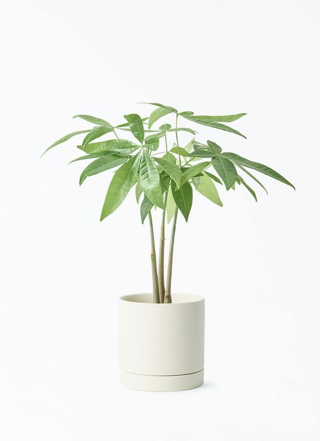 観葉植物 フィロデンドロン 3号 セローム ヒトデカズラ ルーツ 11 L