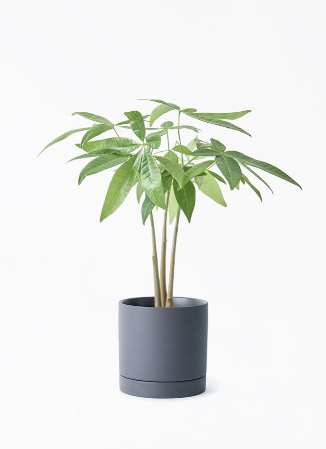 観葉植物 ソテツ 3号 実生 ルーツ 11 K ブラック 付き | 観葉植物なら