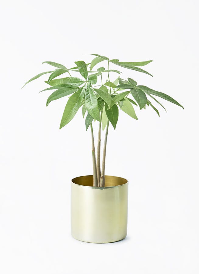 観葉植物 ソテツ 3号 実生 ラーケルシリンダー 11 ゴールド 付き