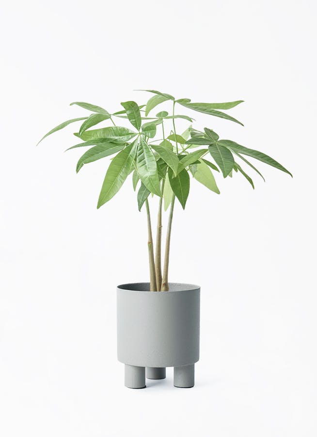 パキラ 3号 | 観葉植物の通販ならHitoHana（ひとはな）