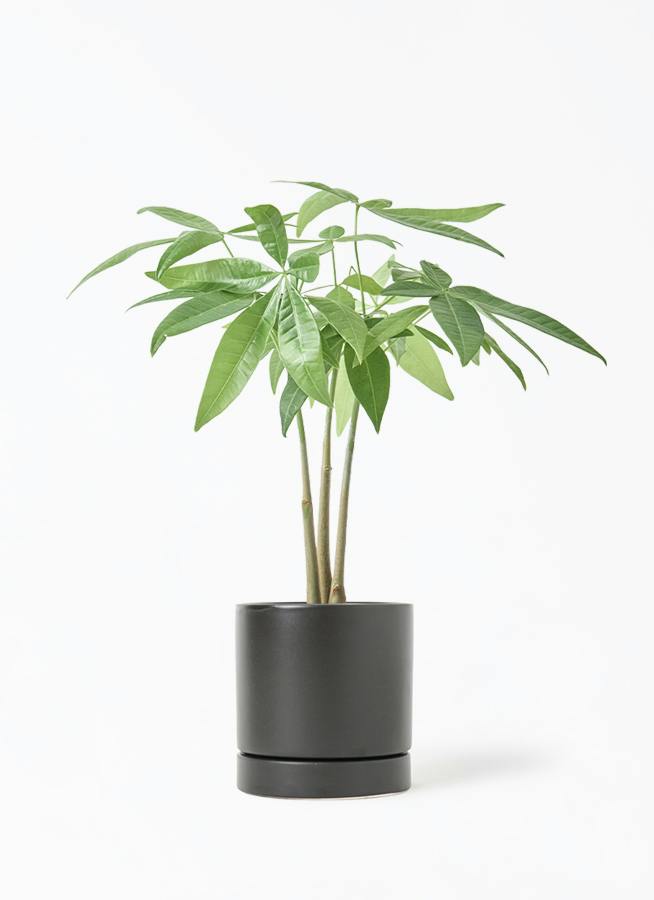 チョロ盛りソテツ3号です ソテツ 3号 蘇鉄 観葉植物 18605 | PLARE