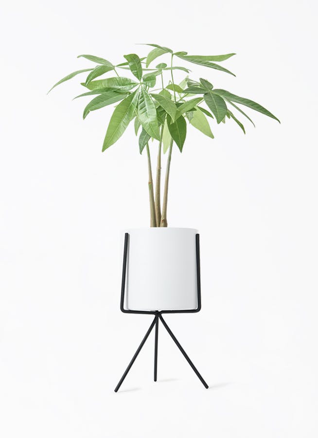 観葉植物 パキラ 3号 寄せ ミーア 22 WK ホワイト 付き | 観葉植物なら