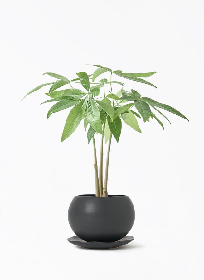 観葉植物 パキラ 3号 寄せ マリナ 黒 L 付き | 観葉植物ならHitoHana