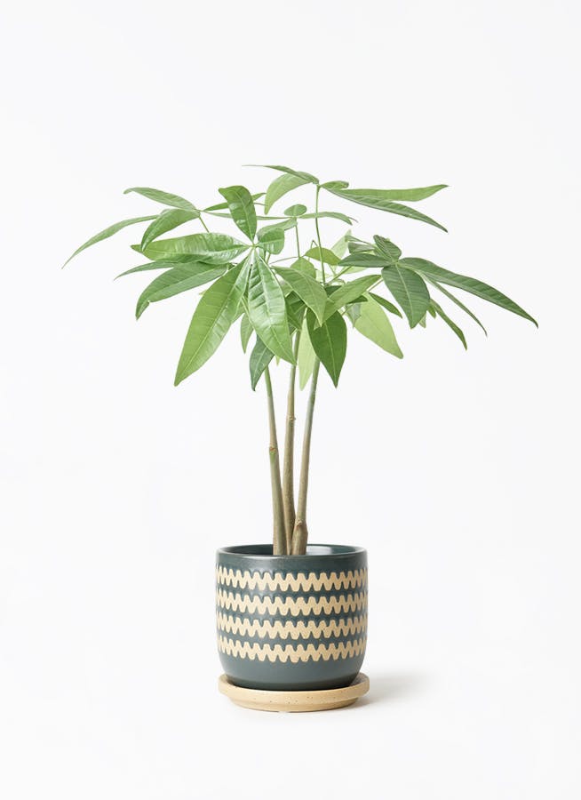 観葉植物 パキラ 3号 寄せ インナ 11 G 付き | 観葉植物ならHitoHana