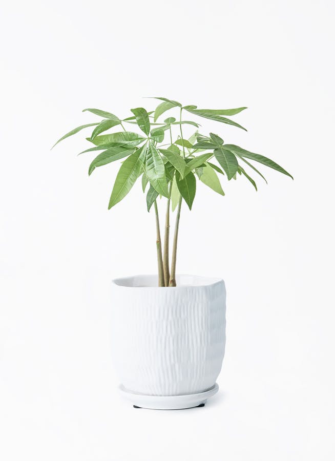 パキラ植物 観葉植物 パキラ 7号 ねじり プラスチック鉢 | 観葉植物なら