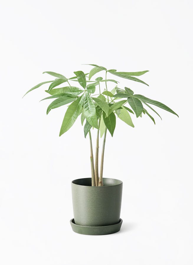 その他観葉植物 / 楽天市場】観葉植物【パキラ ガジュマル サンスベリア