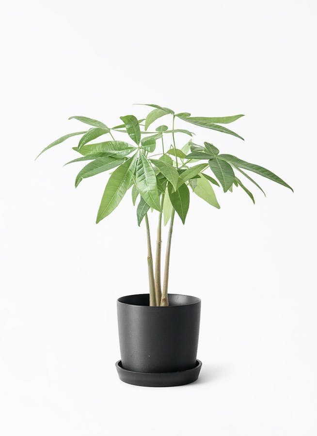 3号サイズの観葉植物 | 通販専門店 HitoHana（ひとはな）