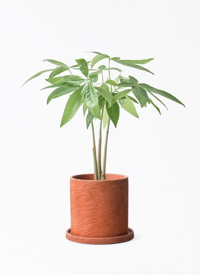 観葉植物パキラ 高さ90cm】Nature 光触媒人工観葉植物 パキラ | インテリア家具の卸