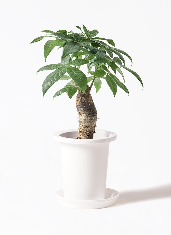 巨木感！パキラ6号！鉢ごと発送 塊根植物 観葉植物 観葉植物 パキラ 10号 ねじり エコストーンwhite 付き | 観葉植物なら