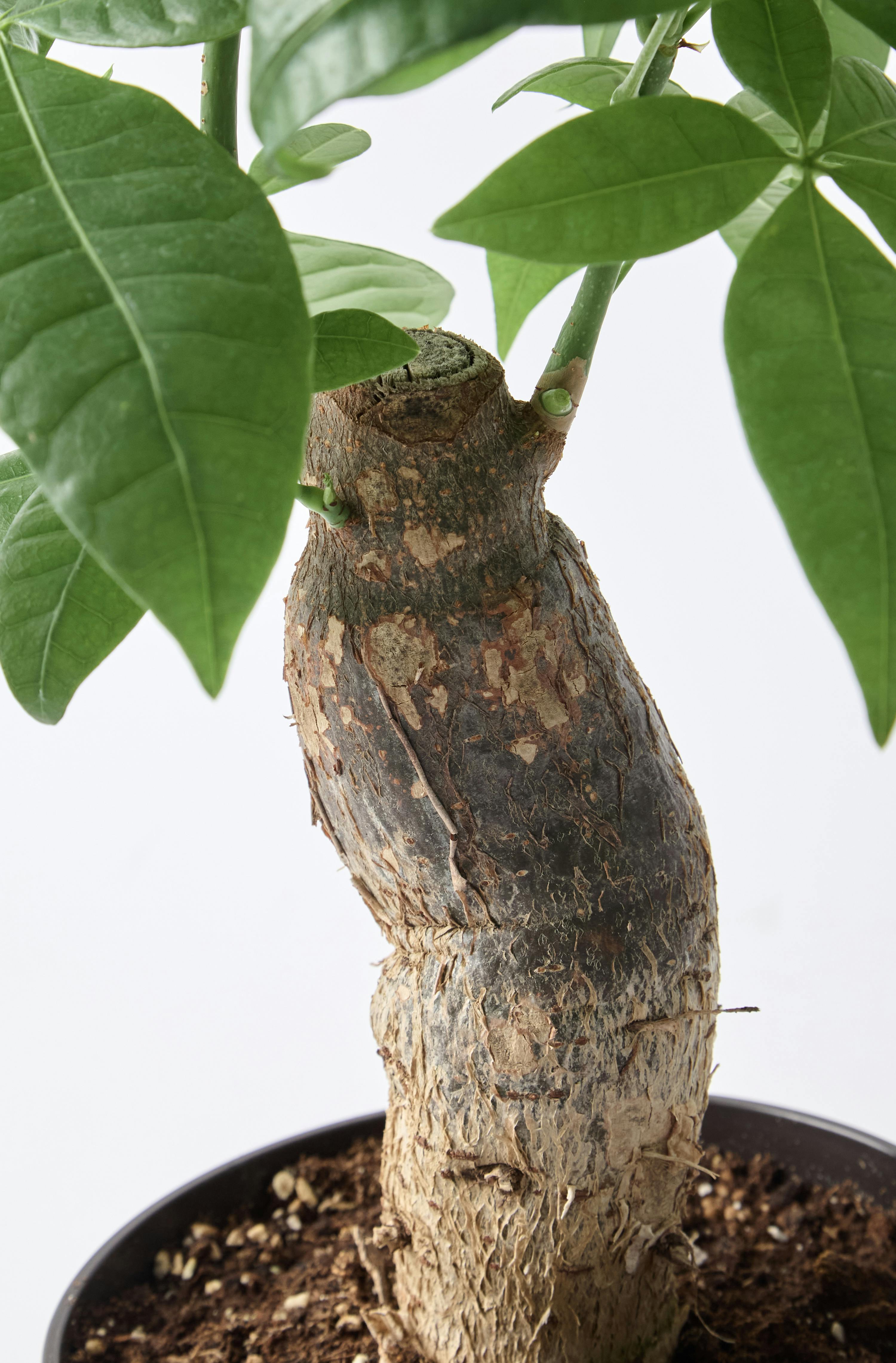 観葉植物 パキラ 6号 極太 プラスチック鉢 | 観葉植物ならHitoHana